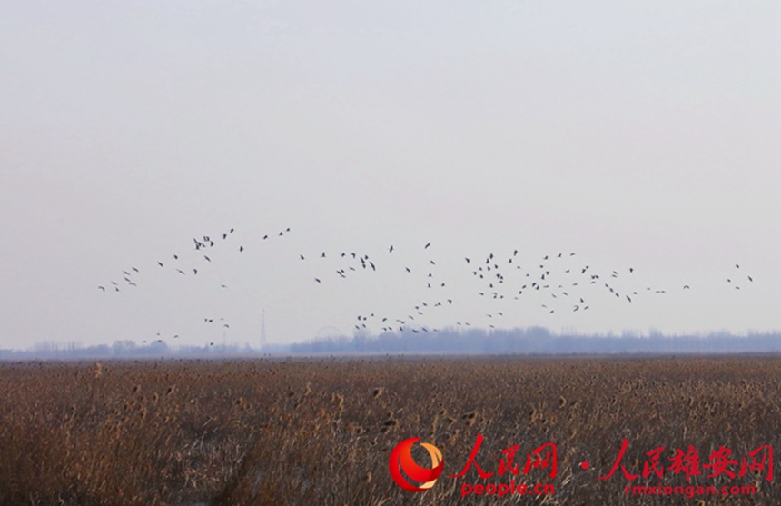 �w���ڿ��еĻ��Q���R���z