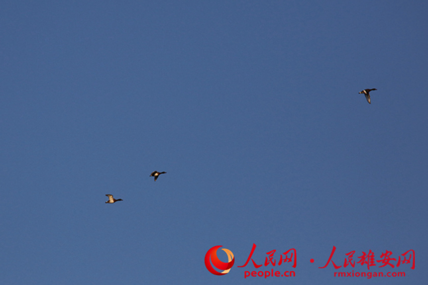 �w���ڿ��е����^�������R���z