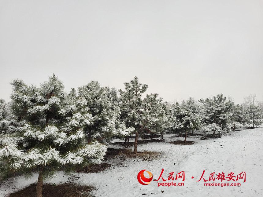 ѩ�еġ�ǧ�����֡�������I �z