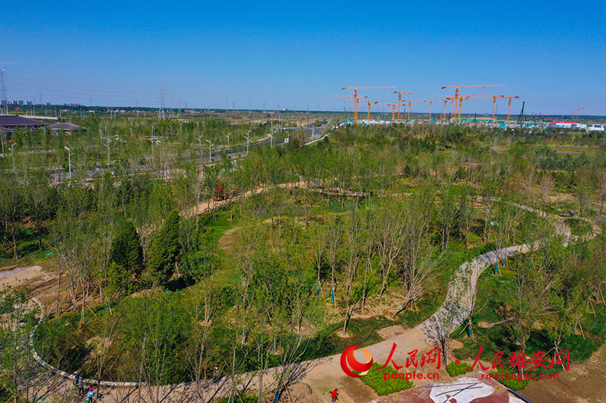 雄安新區啟動區中央綠谷項目。人民網 李兆民攝