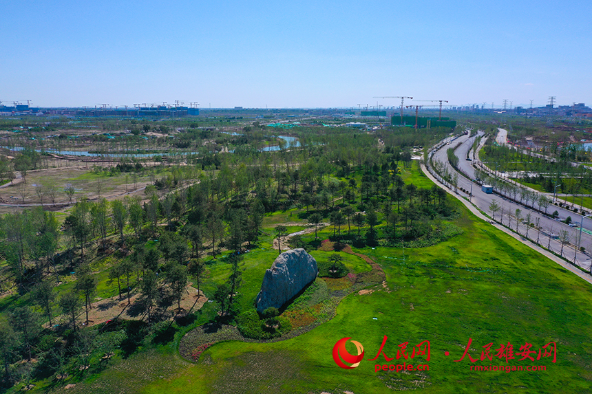 雄安新區啟動區中央綠谷項目。人民網 李兆民攝