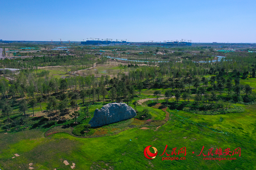 雄安新區啟動區中央綠谷項目。人民網 李兆民攝