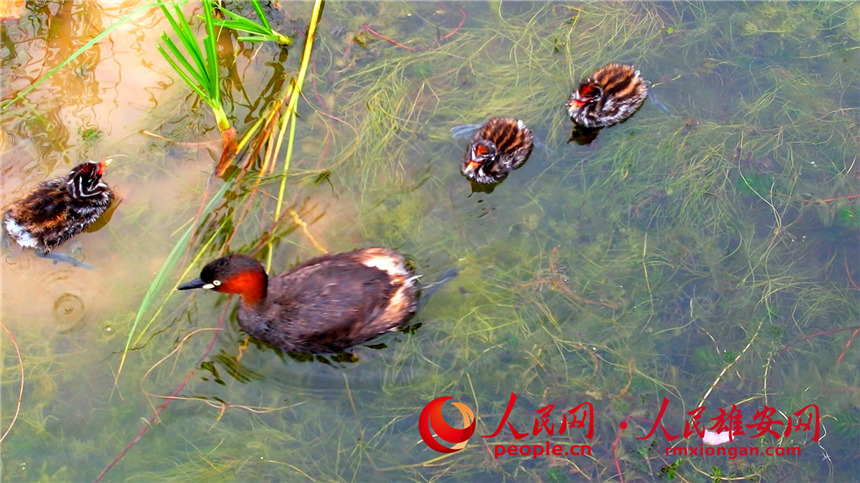 圖為小鷿鷈親鳥和雛鳥在淀面休息。高騰攝