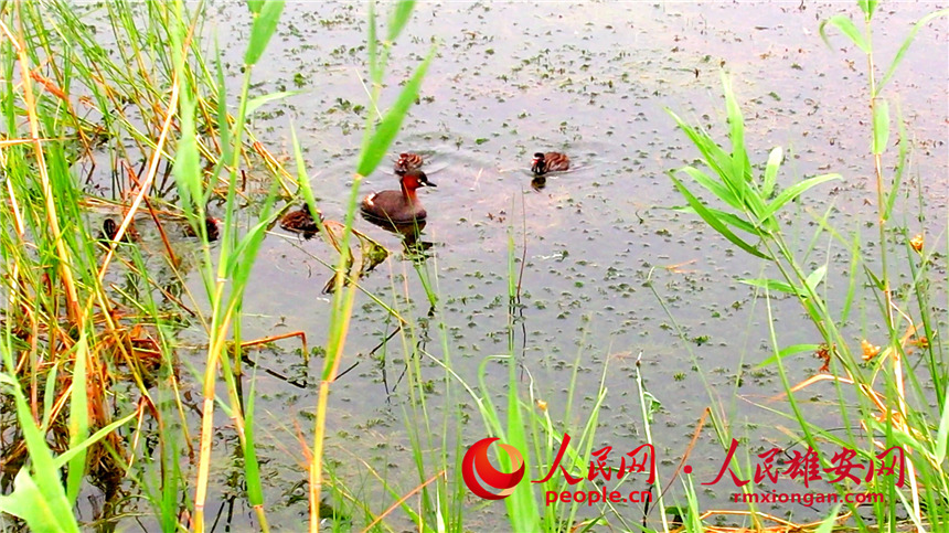 圖為小鷿鷈親鳥和雛鳥在淀面休息。高騰攝