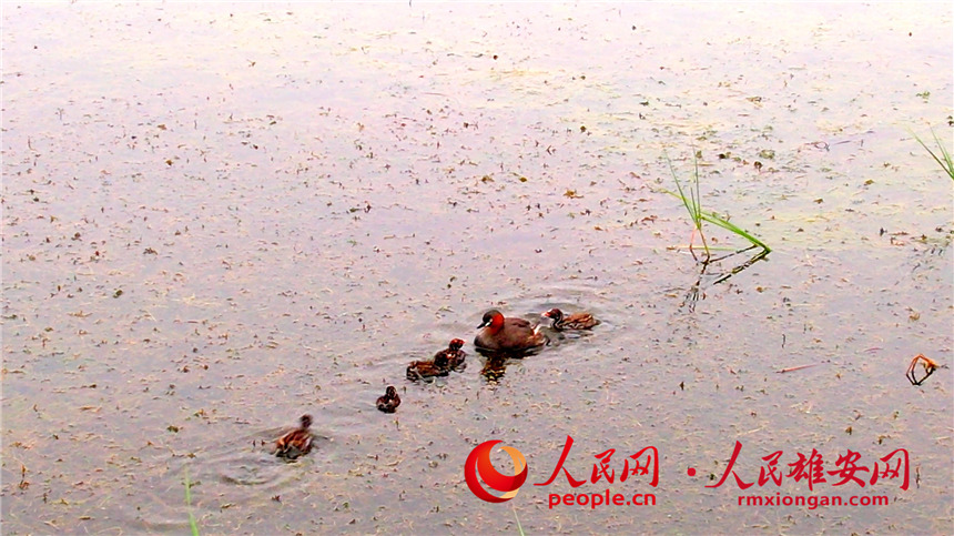 圖為小鷿鷈親鳥和雛鳥在淀面休息。高騰攝