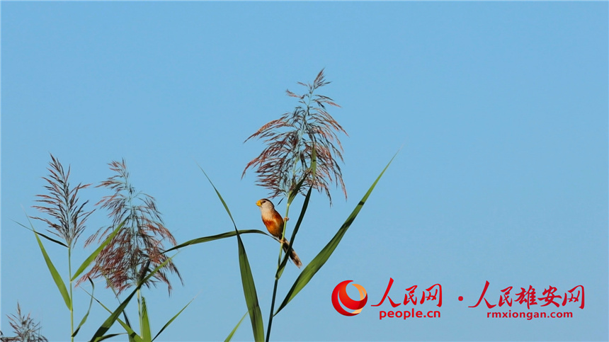 圖為震旦雅雀在葦花旁張望。高騰攝