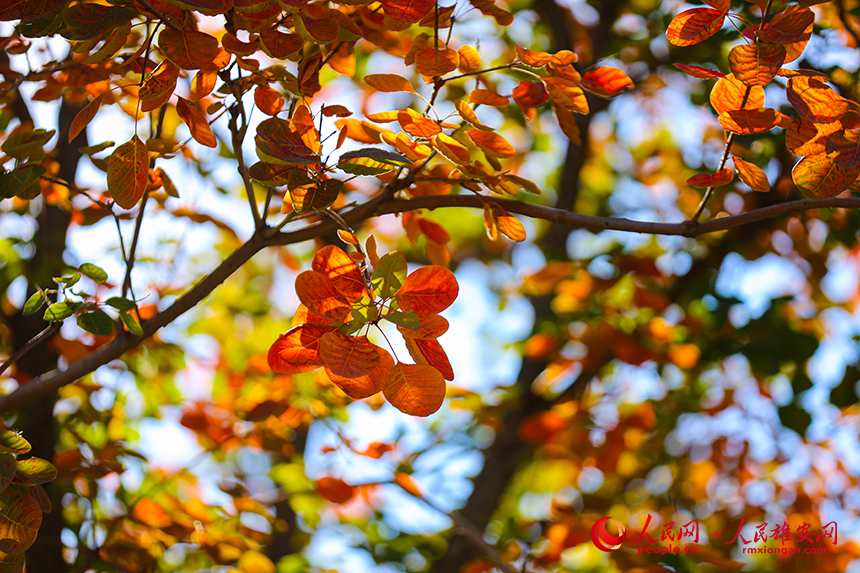 悅容公園層林盡染。人民網?楊華龍攝