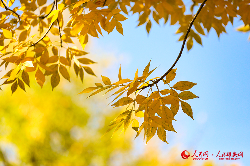 雄安市民服務中心秋意濃濃。人民網?楊華龍攝