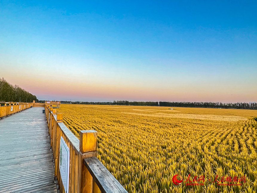 白洋淀大道旁邊稻田滿是豐收的金色。人民網?楊華龍攝