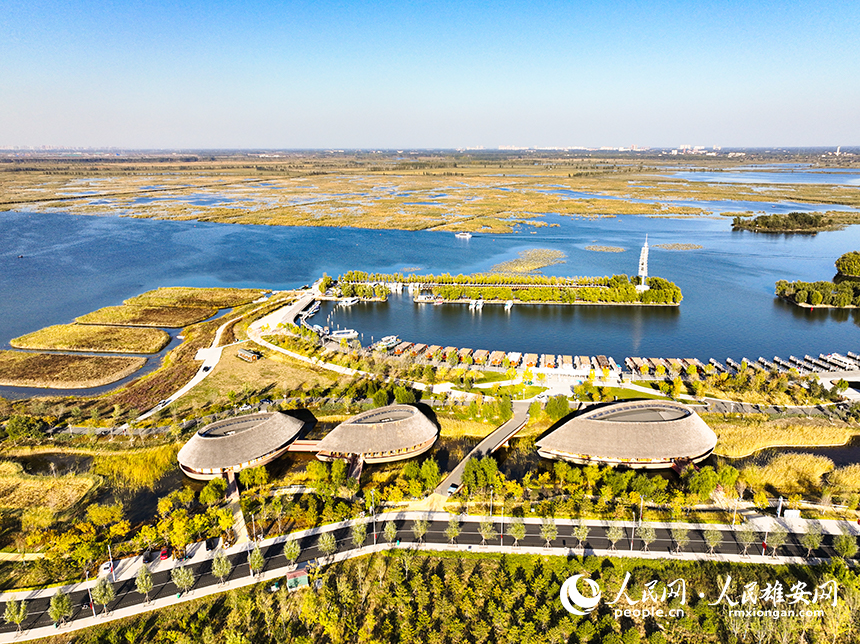 白洋淀秋意濃濃。胡忠攝