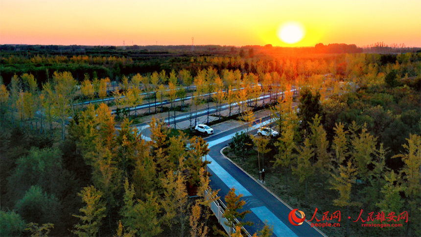 千年秀林秋意濃濃。薛志勇攝