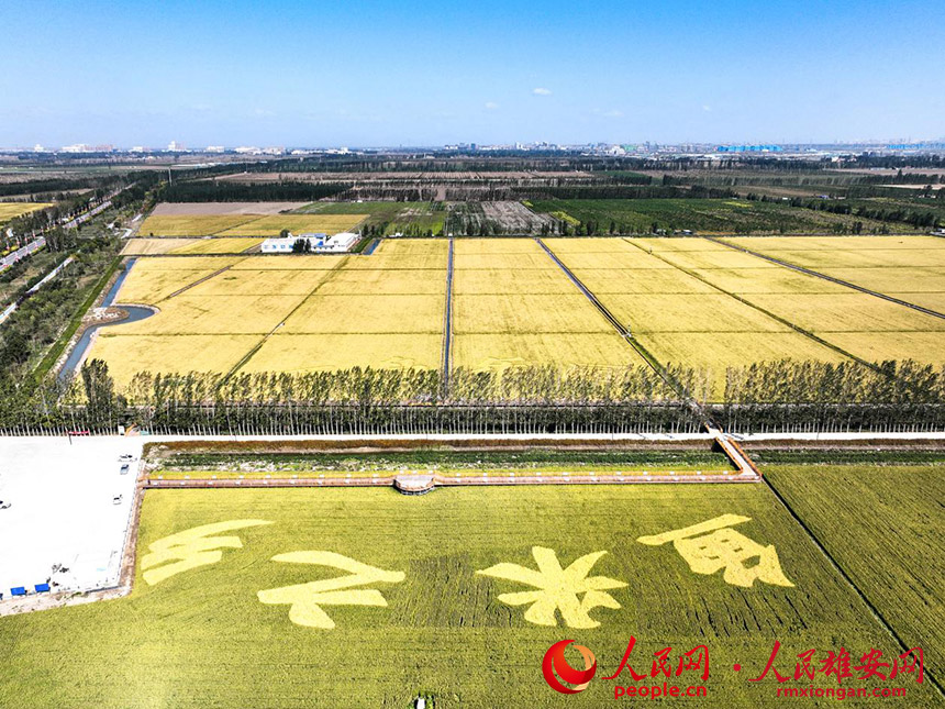 秋天的稻田。胡忠攝