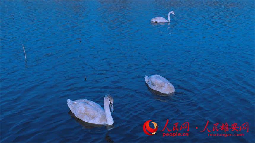 圖為大天鵝與一對疣鼻天鵝在白洋淀水面游動。陳法良攝