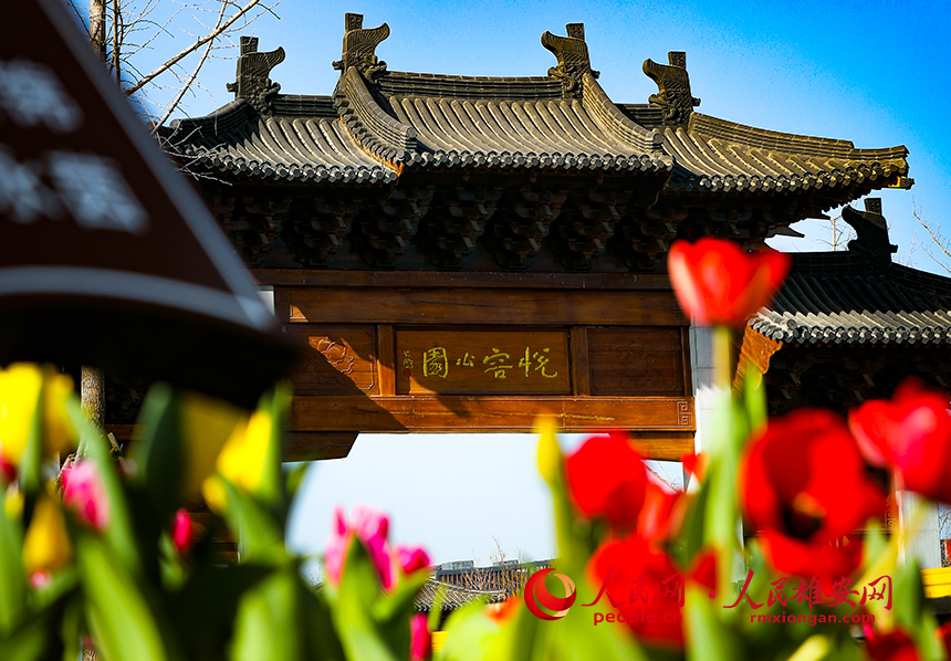 雄安悅容公園郁金香盛放。人民網?宋燁文攝