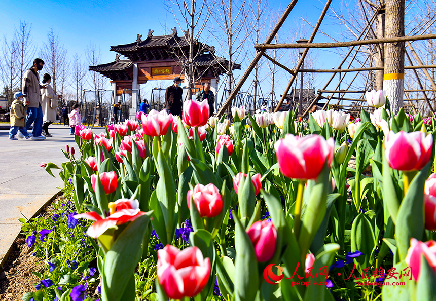 雄安悅容公園郁金香盛放，吸引了眾多游客前來踏青賞花。人民網?宋燁文攝