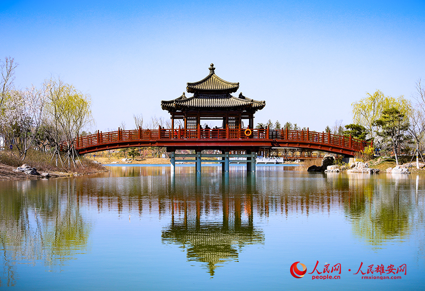 雄安悅容公園一角，微風吹動水面，泛起陣陣漣漪。人民網?宋燁文攝