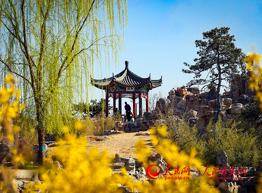 雄安郊野公園內迎春花開，柳樹抽芽。人民網?宋燁文攝