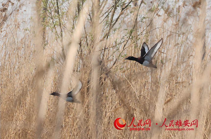 1只青頭潛鴨與白眼潛鴨在蘆葦蕩中穿梭
