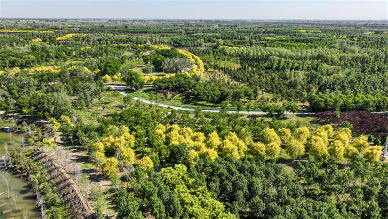 雄安郊野公園一片郁郁蔥蔥。胡忠攝