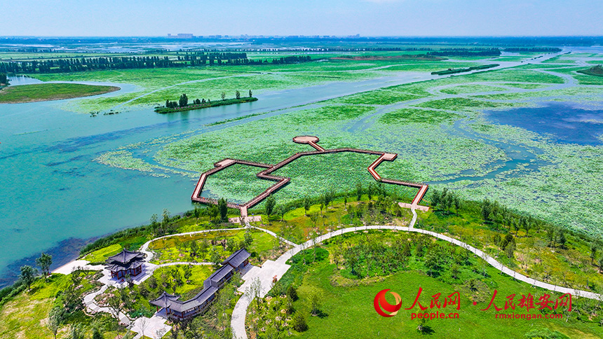 白洋淀：“葦海荷塘、鳶飛魚躍”