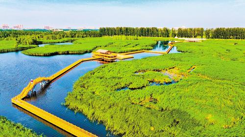 經過一系列治本之策，白洋淀生態環境和淀區水質實現了歷史性跨越，“華北明珠”生機盎然。圖為近日拍攝的白洋淀十里長廊。 本報記者 耿輝攝