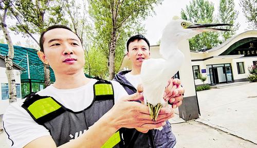 9月15日，雄安新區安新縣自然資源局鳥類救助站工作人員檢查受傷白鷺的傷情。本報記者 劉光昱攝