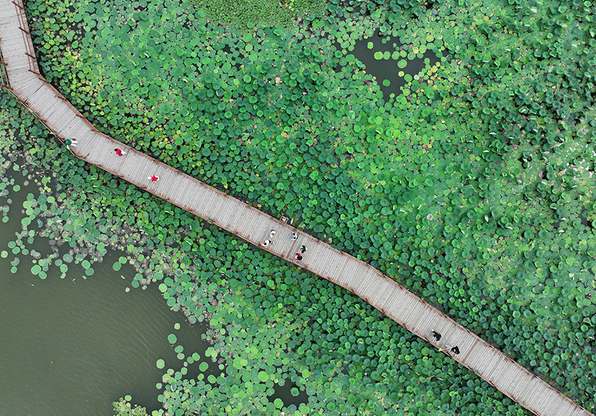 2024年7月9日，游人在雄安新區白洋淀荷花大觀園內游覽（無人機照片）。牟宇攝