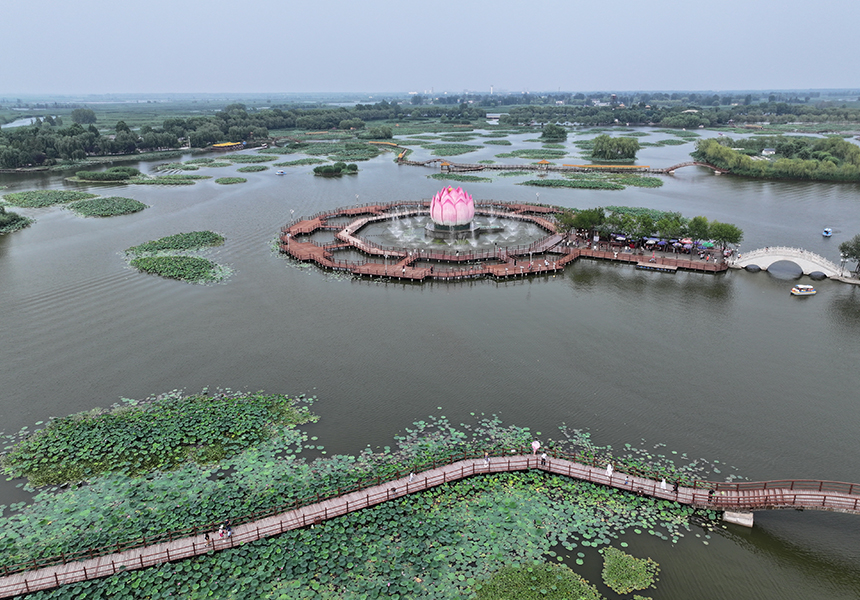 2024年7月9日，雄安新區白洋淀荷花大觀園景色（無人機照片）。牟宇攝