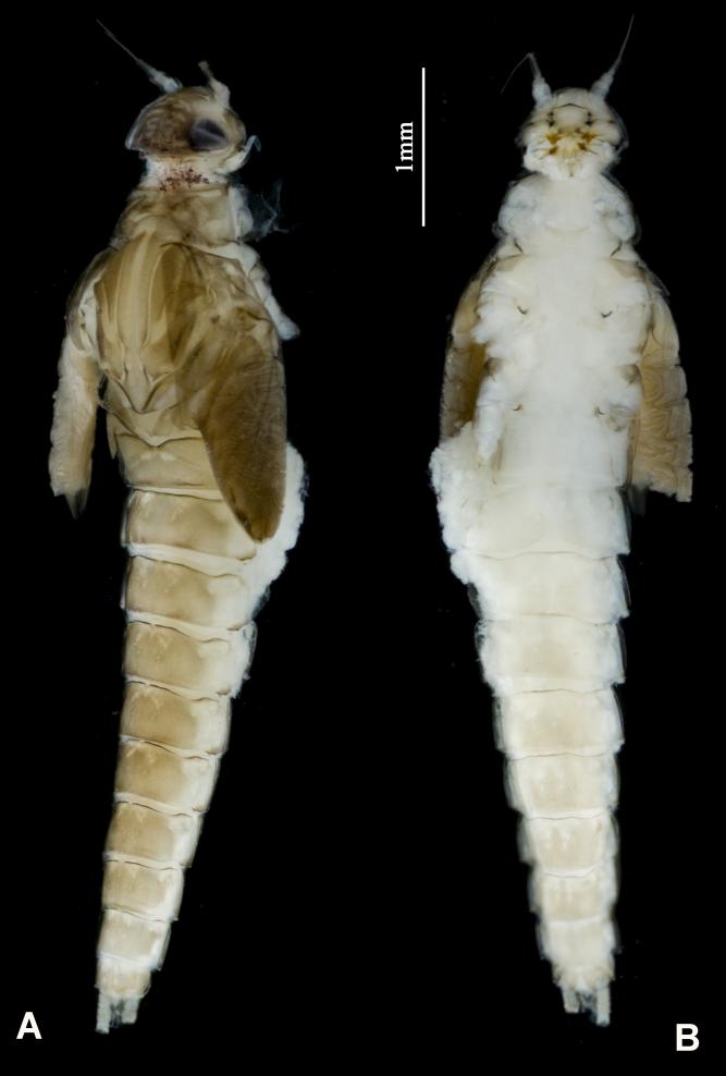 五月四節蜉物種圖（A.背面觀；B.腹面觀）。雄安新區生態環境監控中心供圖