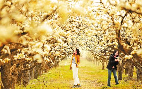 4月8日，第四屆雄安·雄州文化藝術節雄縣梨水灣生態園會場，游客們暢游萬畝梨花。