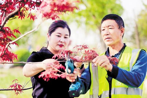 4月19日，雄安集團生態建設投資有限公司副總經理、園林事業部部長武芳芳（左）在雄安新區悅容公園指導園林工人為樹木進行剪枝。