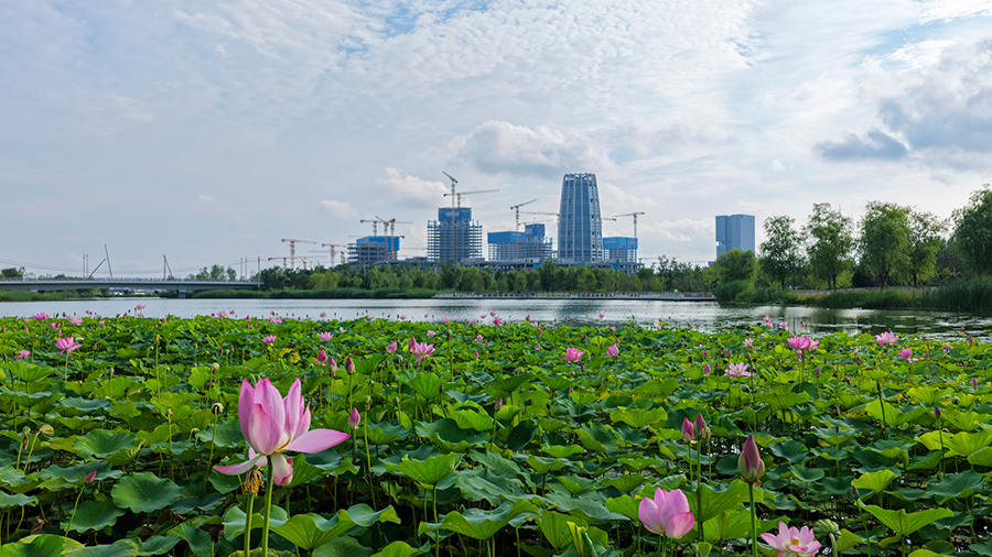 雄安新區啟動區。齊鑫攝