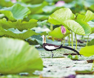 鳥兒歸來，聽一曲“藍綠”交響