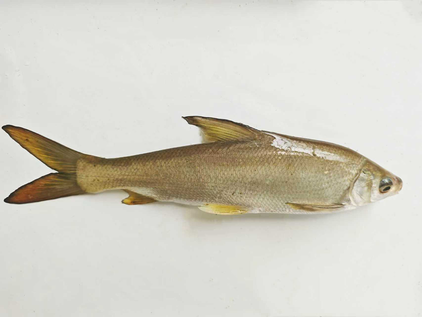 4851aa20f4d8d628d795525f7e2218b2