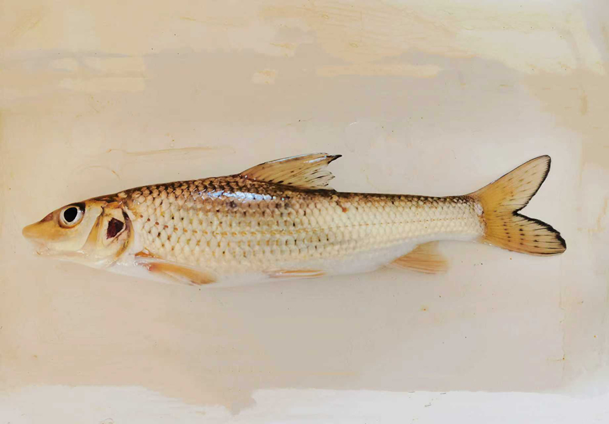 0fe8e0f60a8a087f5acbc5e5db95f3fb